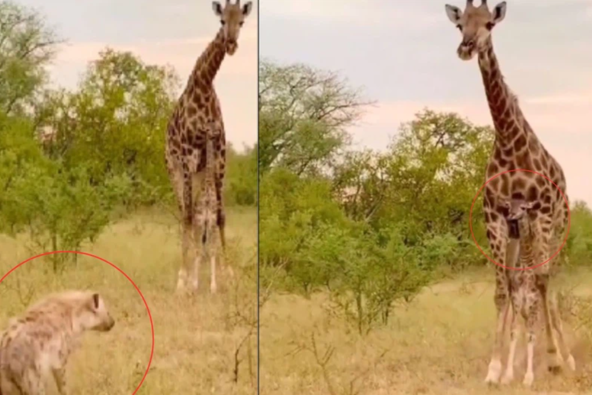 giraffe attacks couple