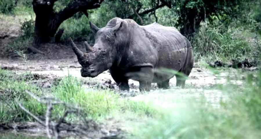 Half of Africa’s white rhino population is in private hands