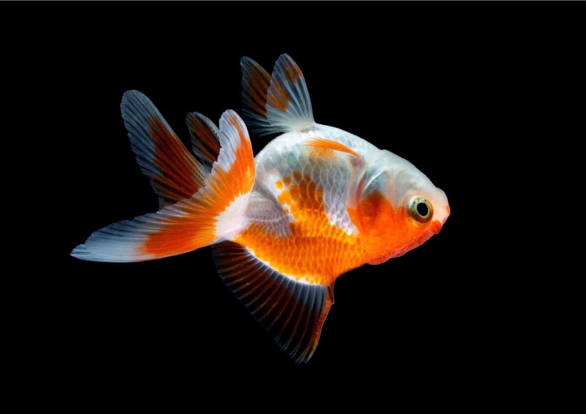 Goldfish: Freshwater Fish vs. Saltwater Fish Pets