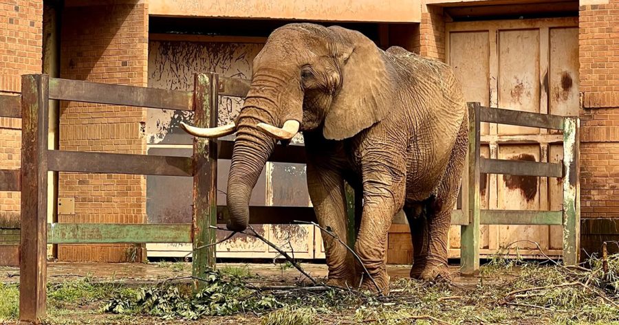 super tusker elephant killed