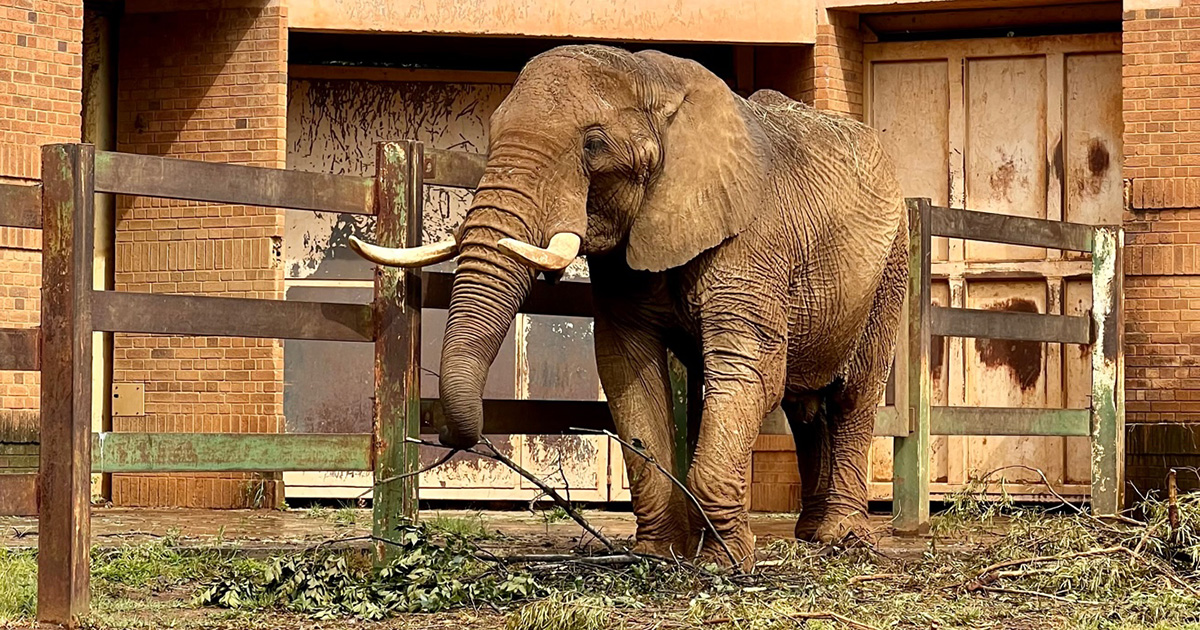 1st February 2023 ©EMS Foundation. Charlie Elephant Pretoria Zoo