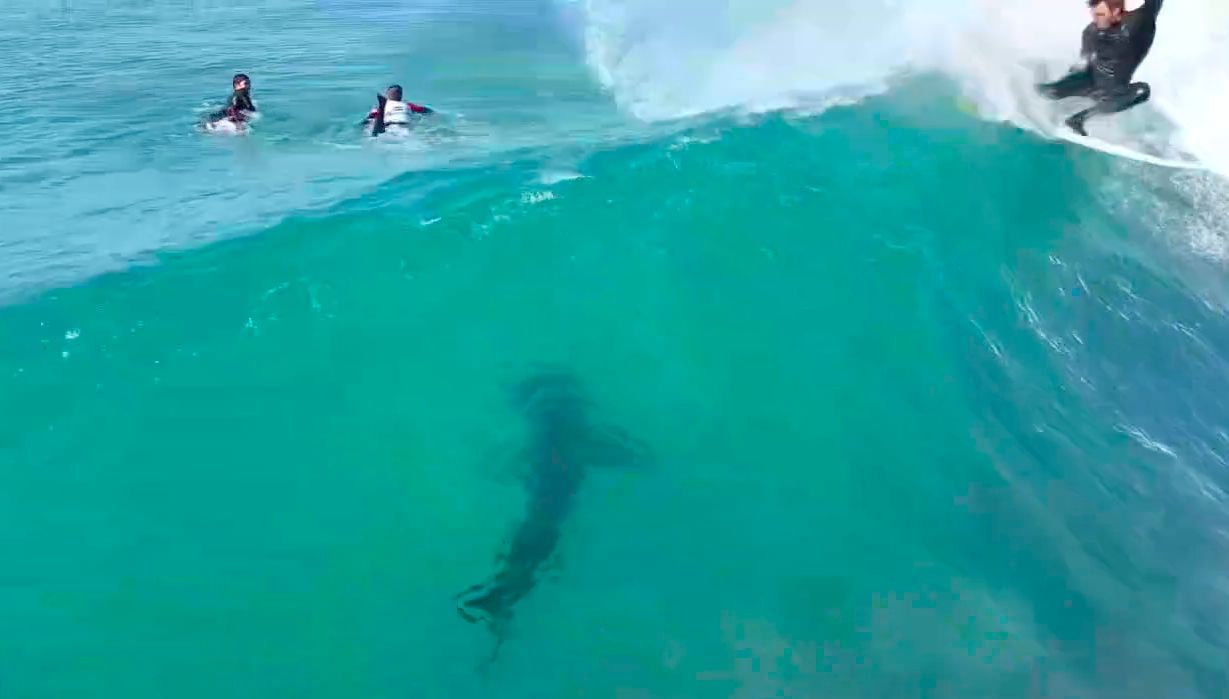 Great White shark glides between surfers in South Africa