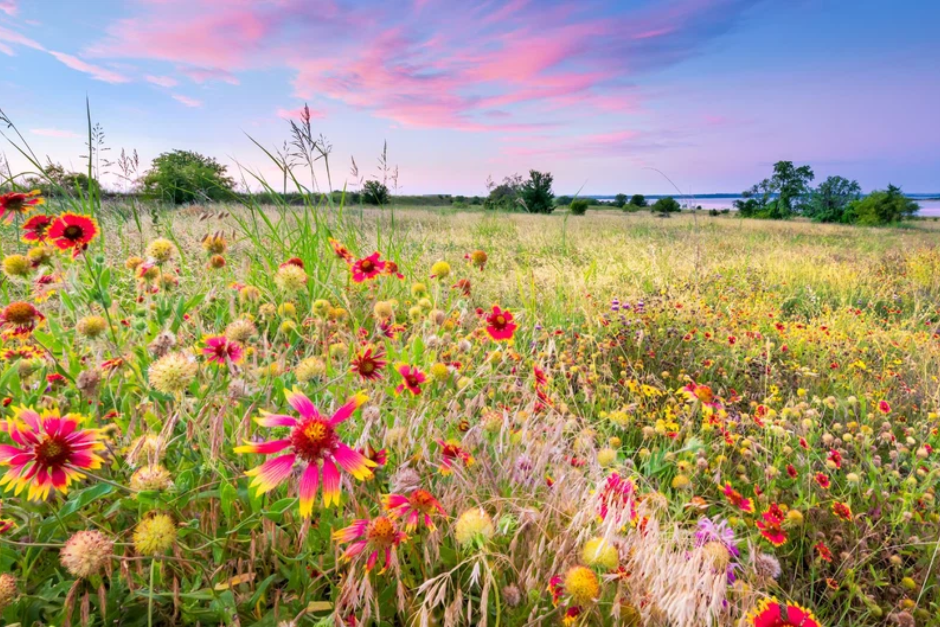 Namaqualand flower season