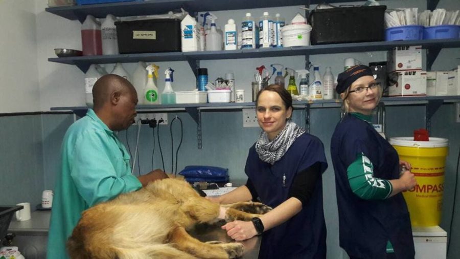 DA calls on Motsoaledi to reverse removal of veterinary doctors on critical skills list