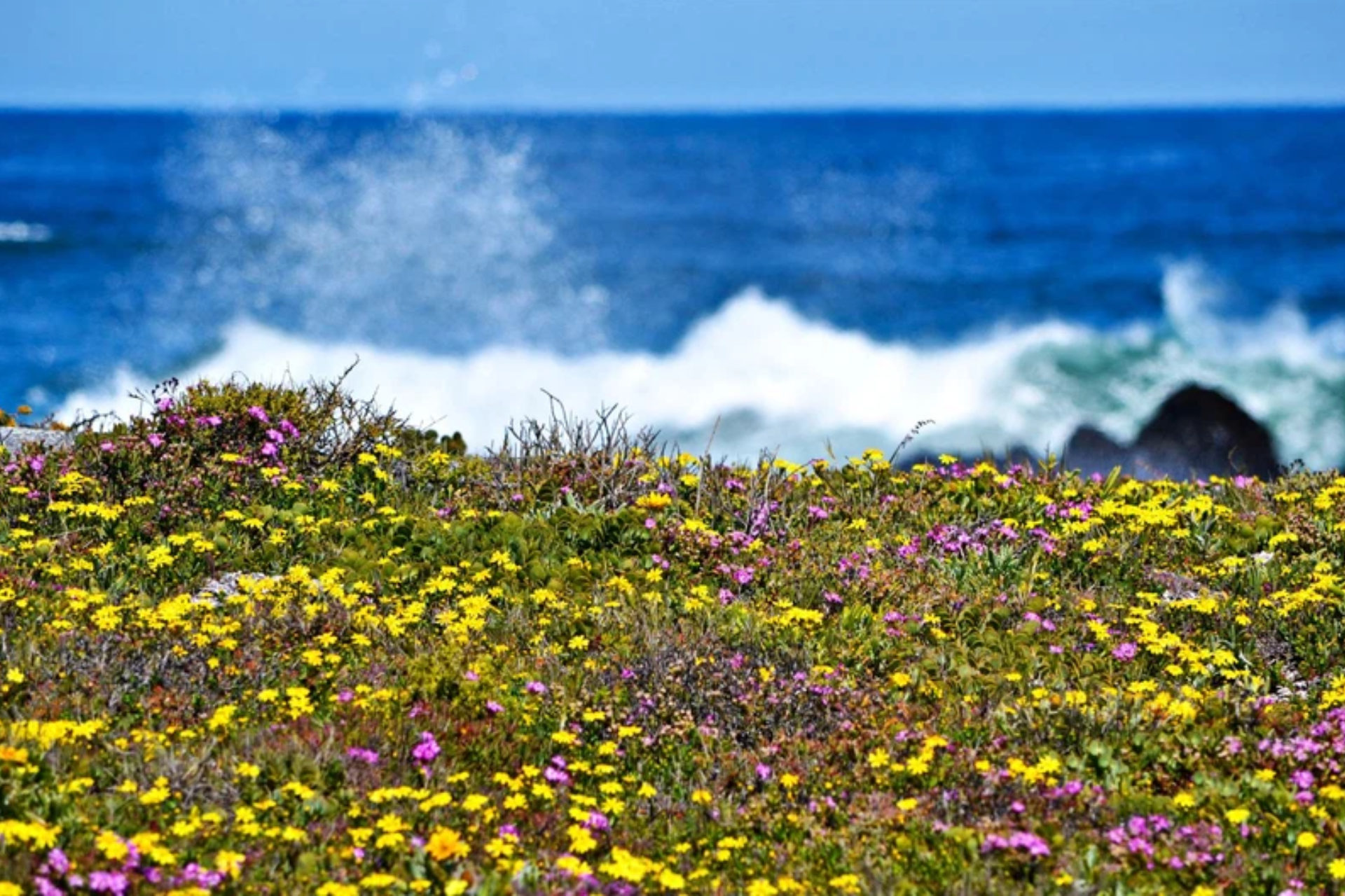 Western Cape wildflowers