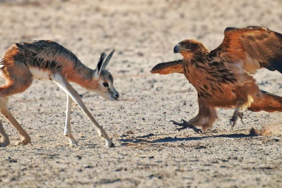 baby buck attacked