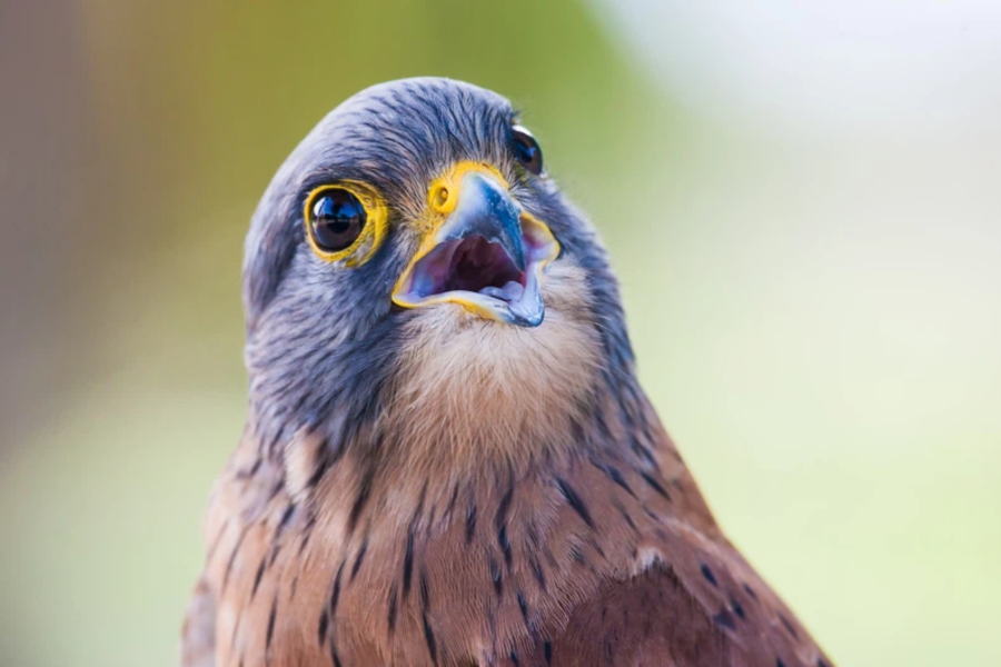 bird plucking feathers