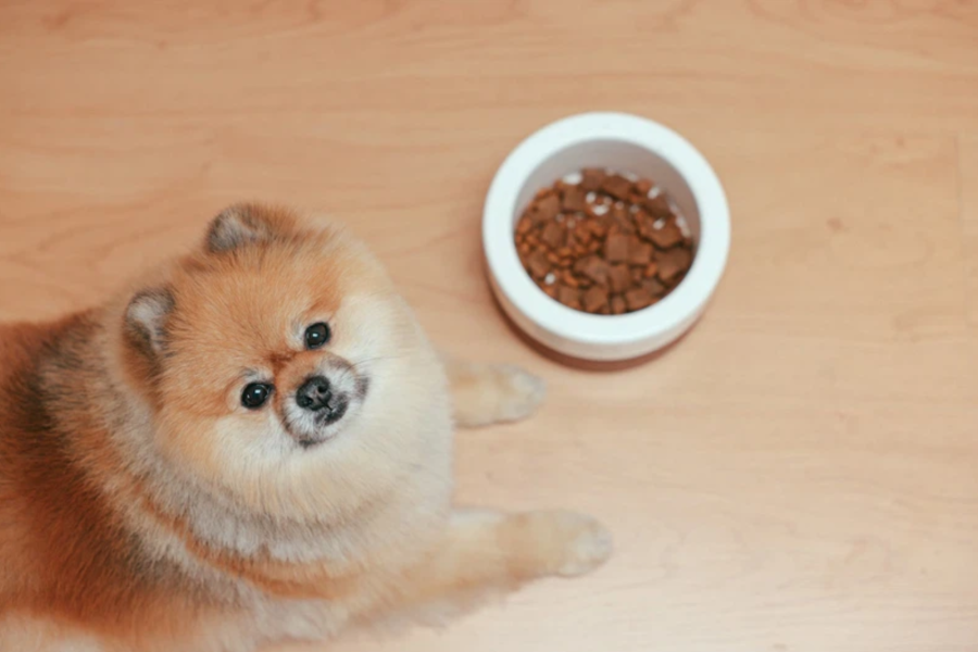 Once-a-day feeding for dogs