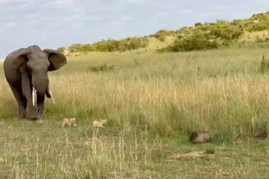 elephant charges lion cubs