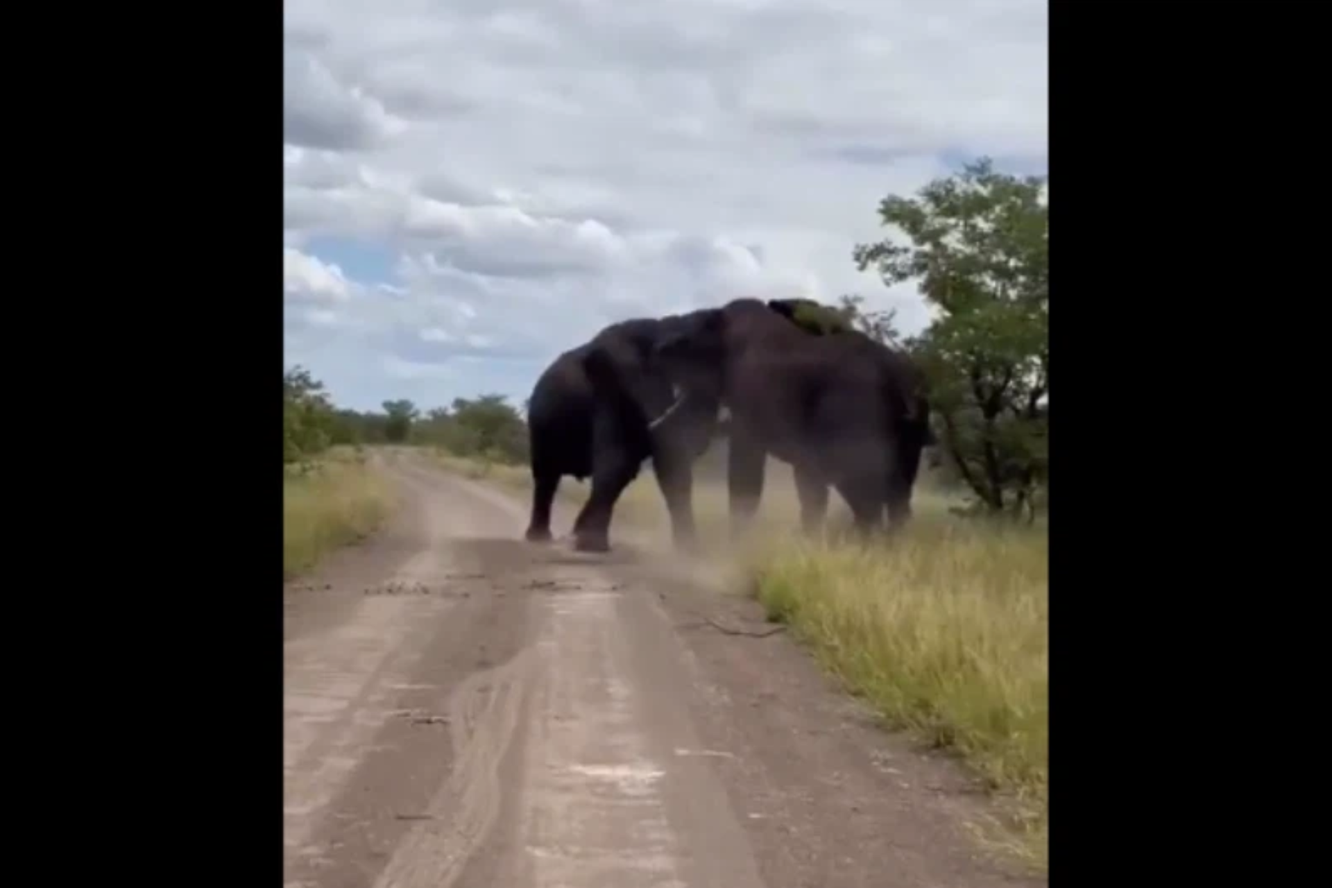 elephants fight