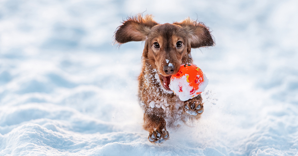 10 Tips to keep your pets safe during winter disasters in South Africa