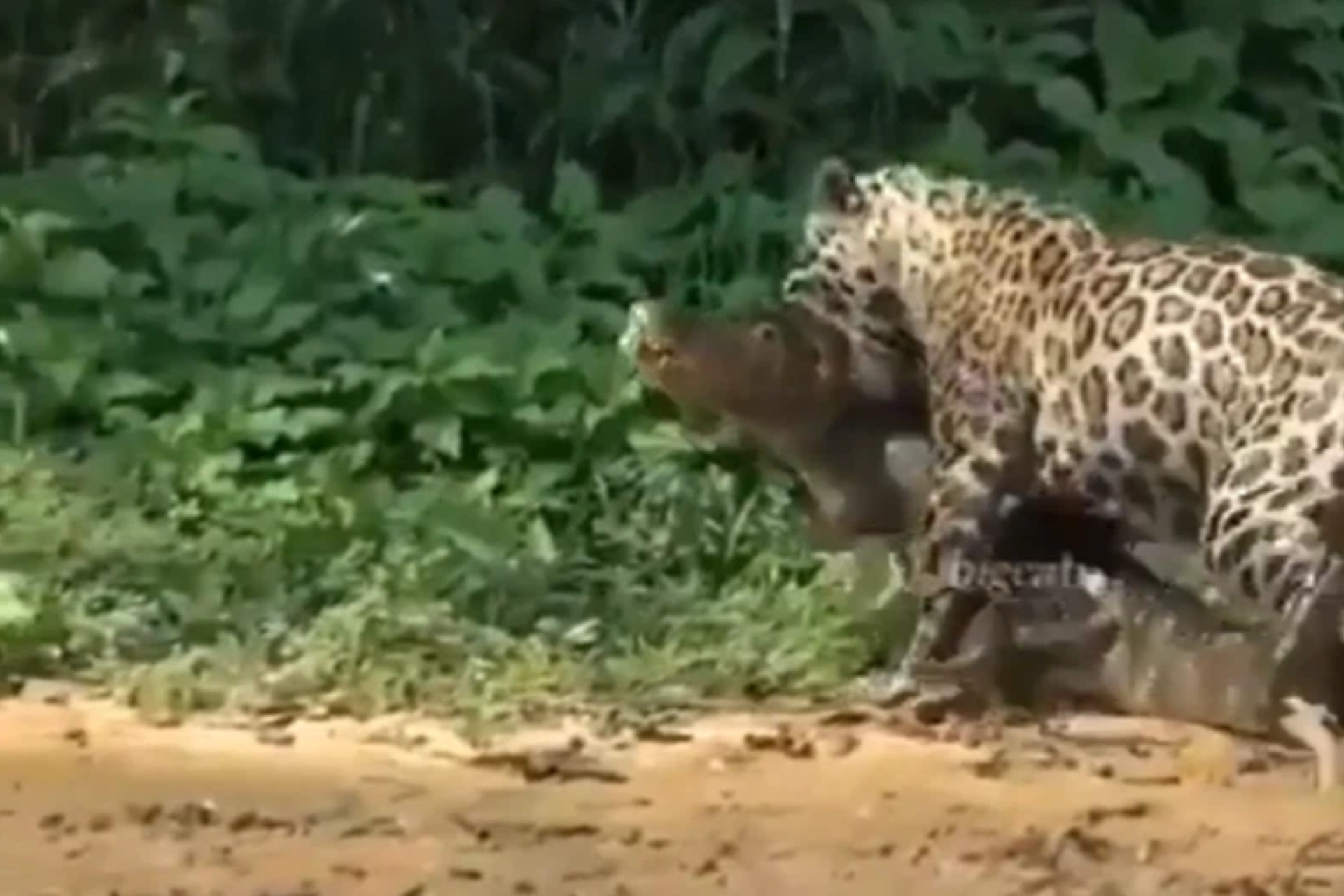 jaguar attacks crocodile