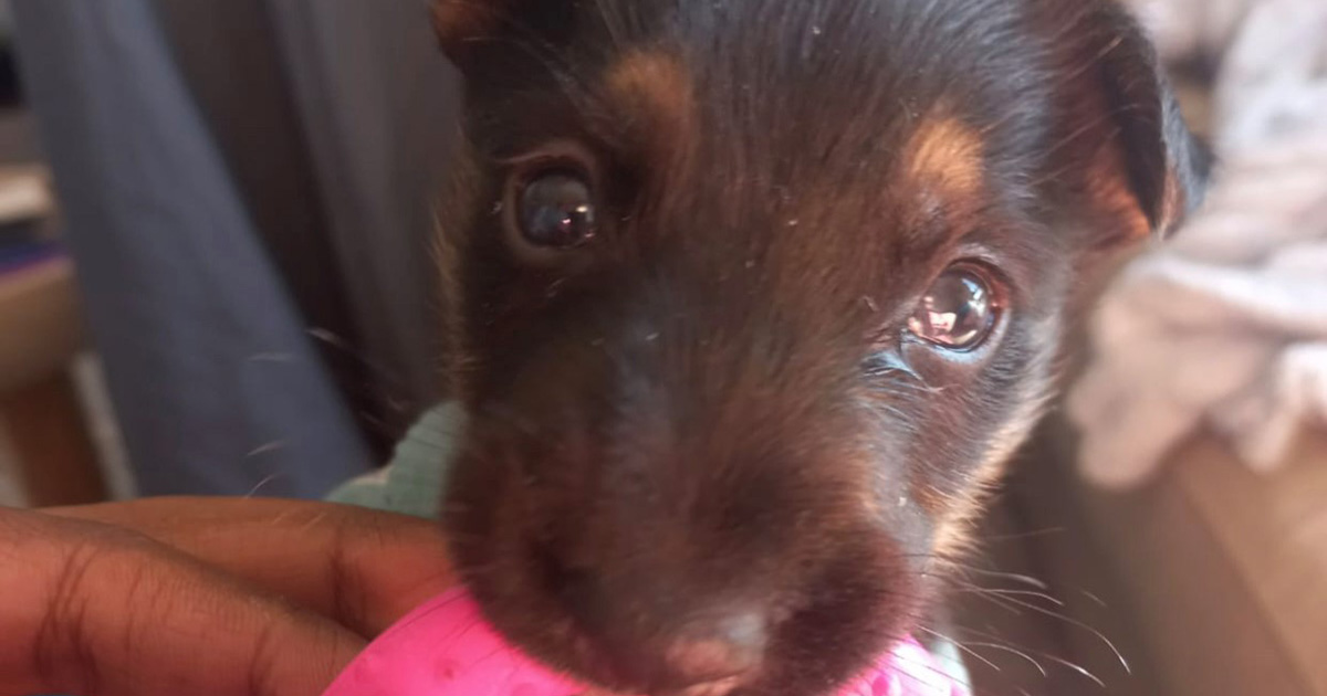 10-year-old girl praised for rescuing pavement puppy