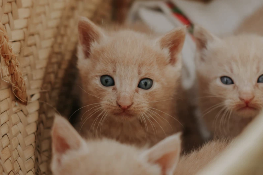 separate kittens from mom