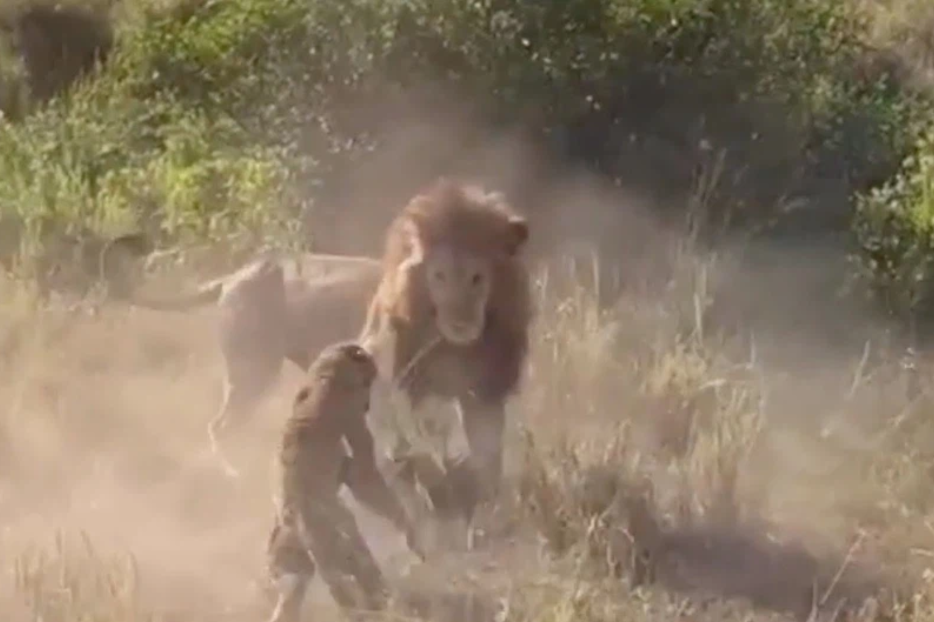 leopard vs lion who wins