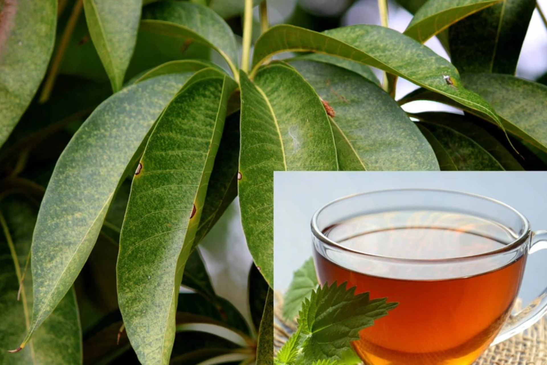 mango leaf tea