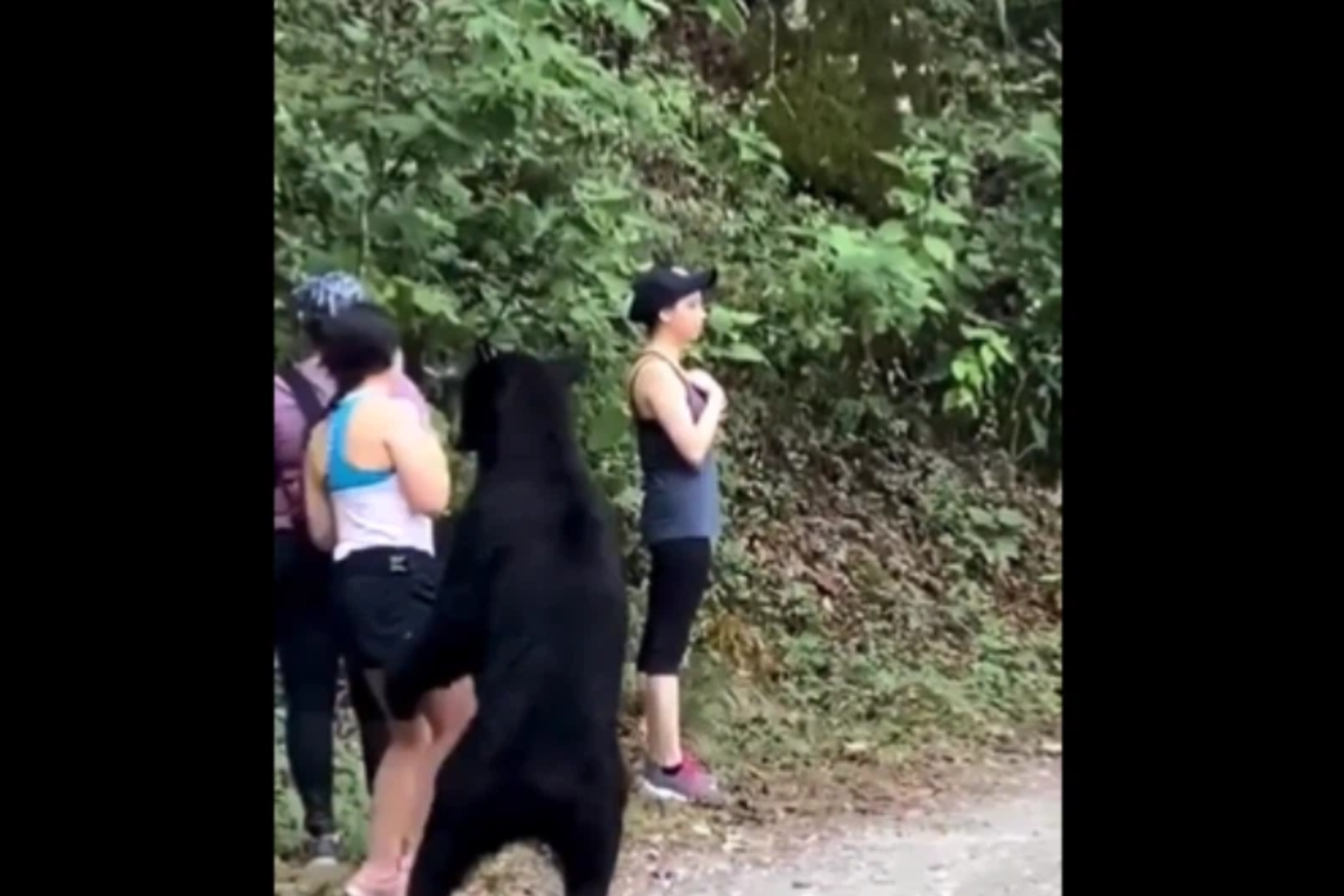 scary bear encounter