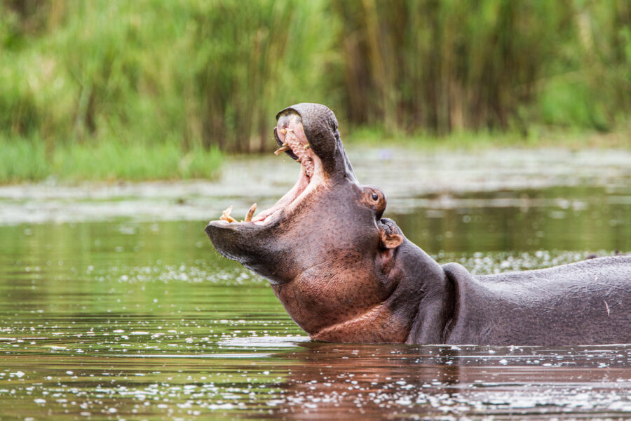 SANParks manager Kobus de Wet killed by hippo in Kruger