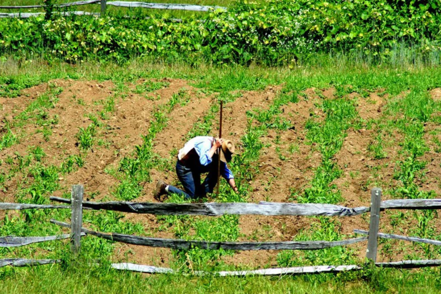 Marikana agri training