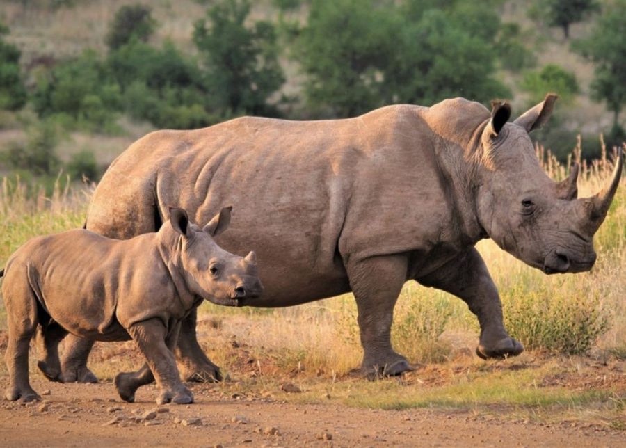 orphaned rhino calf rescued