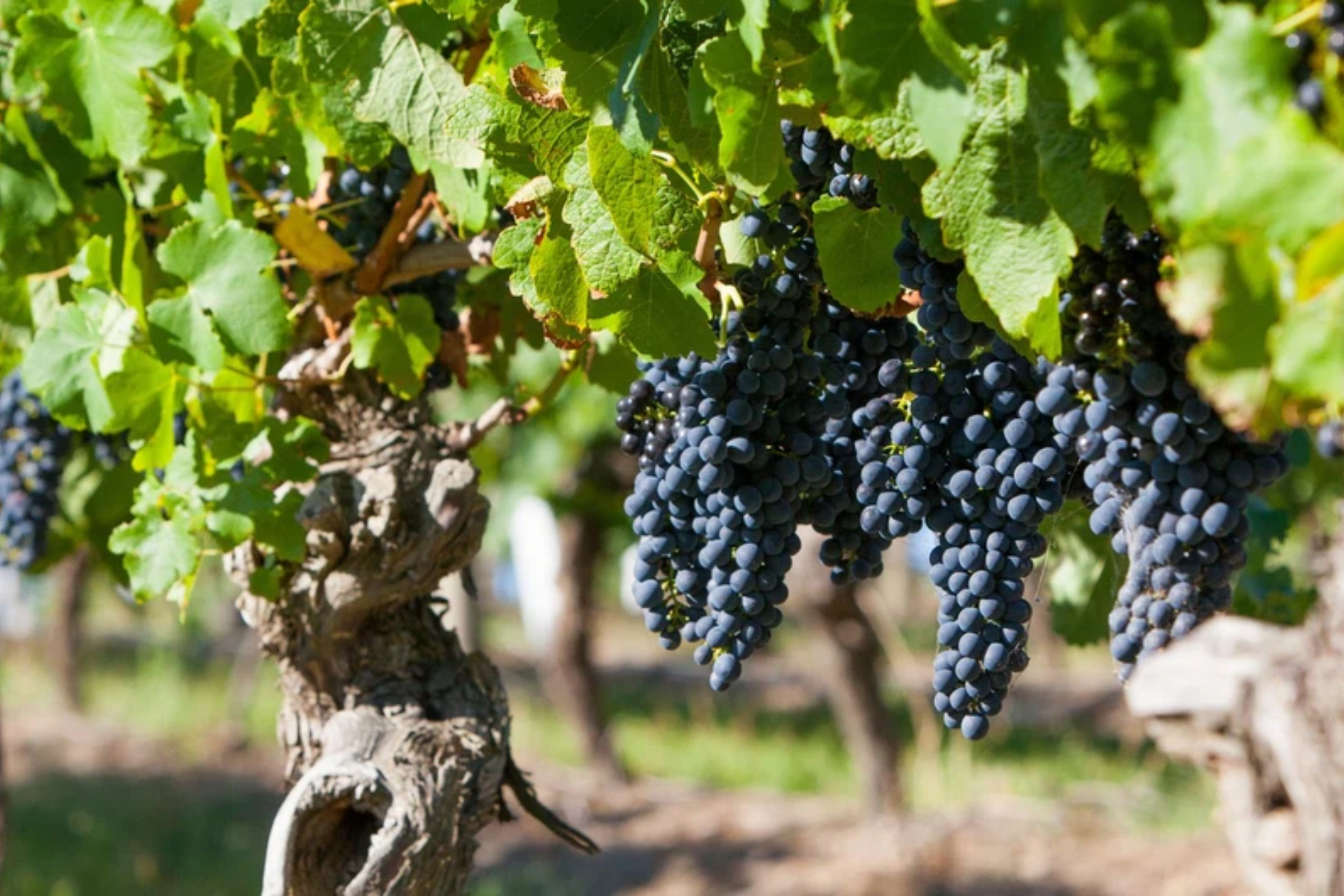 Stellenbosch wineries