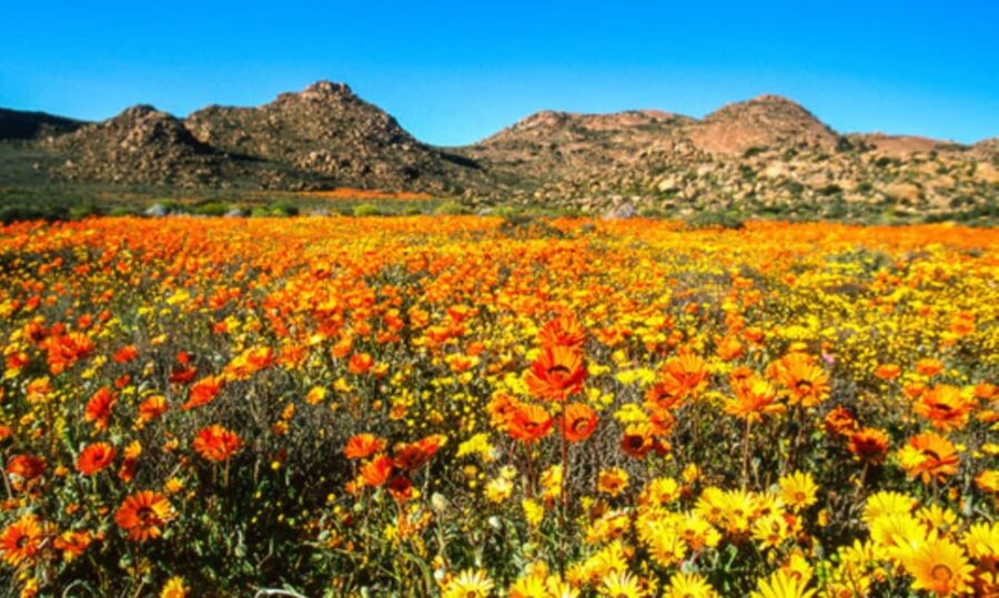 west coast flowers in bloom