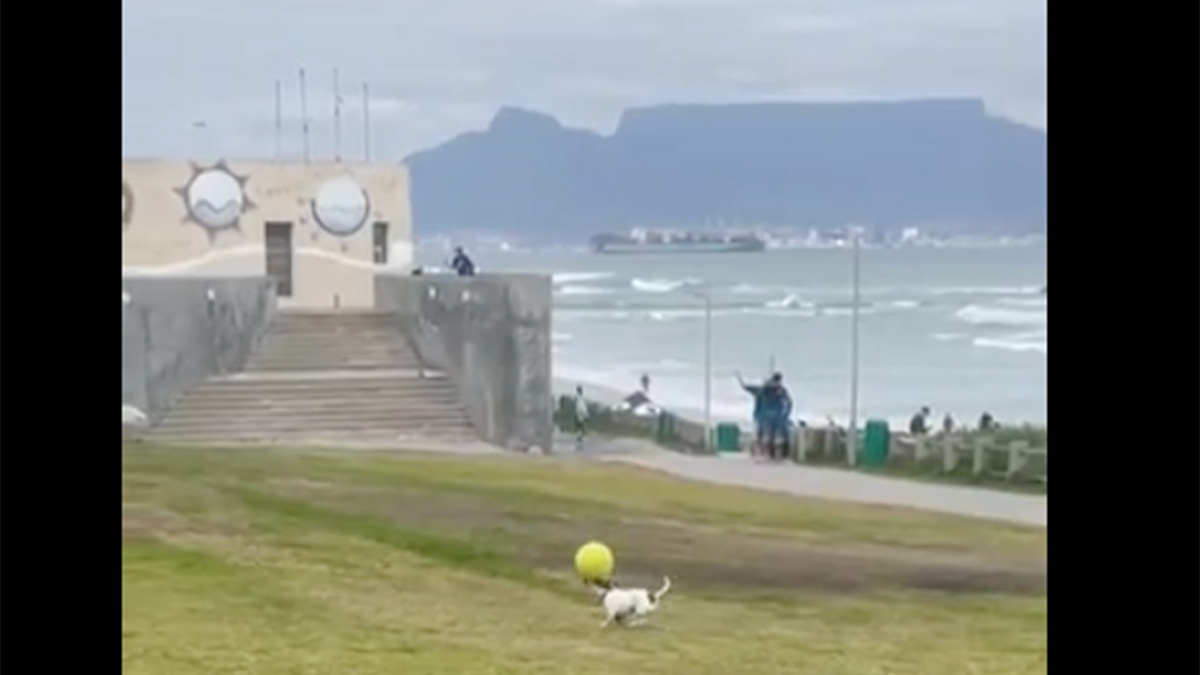 Cute dog in Cape Town playing football