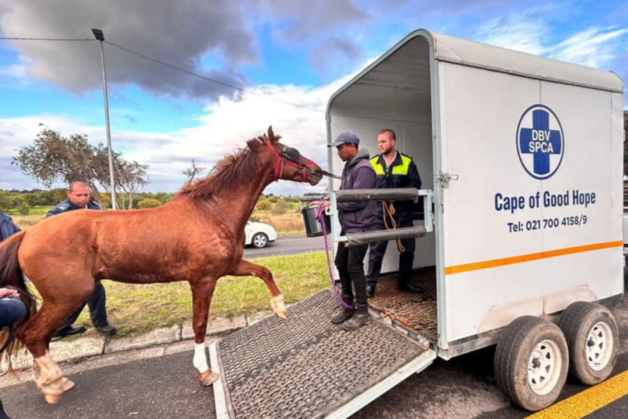 horse rescued on M5