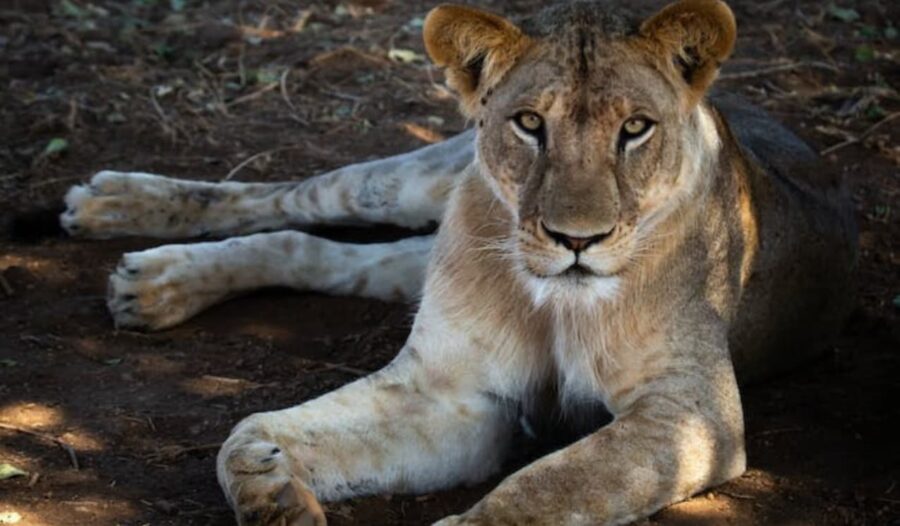 Lion farming in South Africa: fresh evidence adds weight to fears of link with illegal bone trade