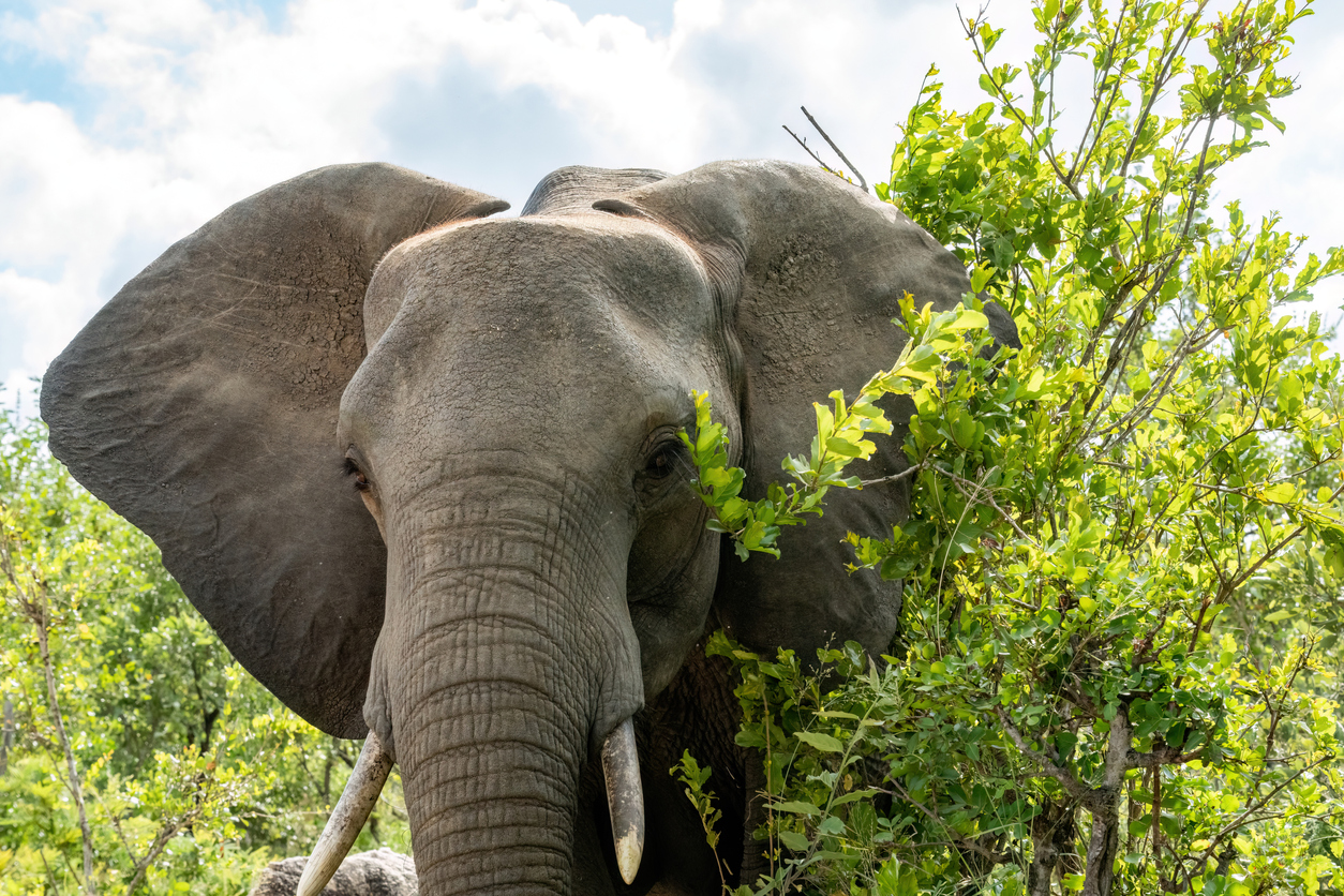 six elephants dead Zimbabwe