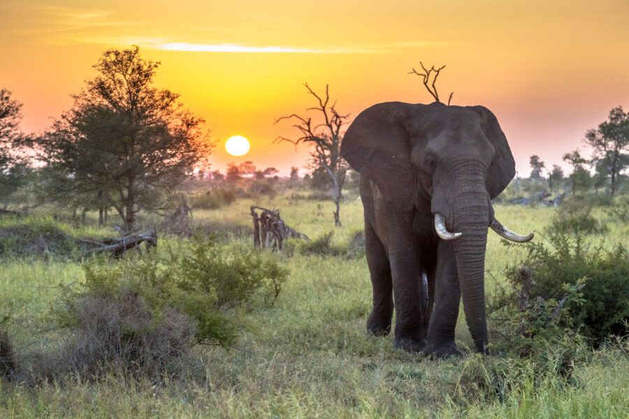 Kruger elephant euthanised