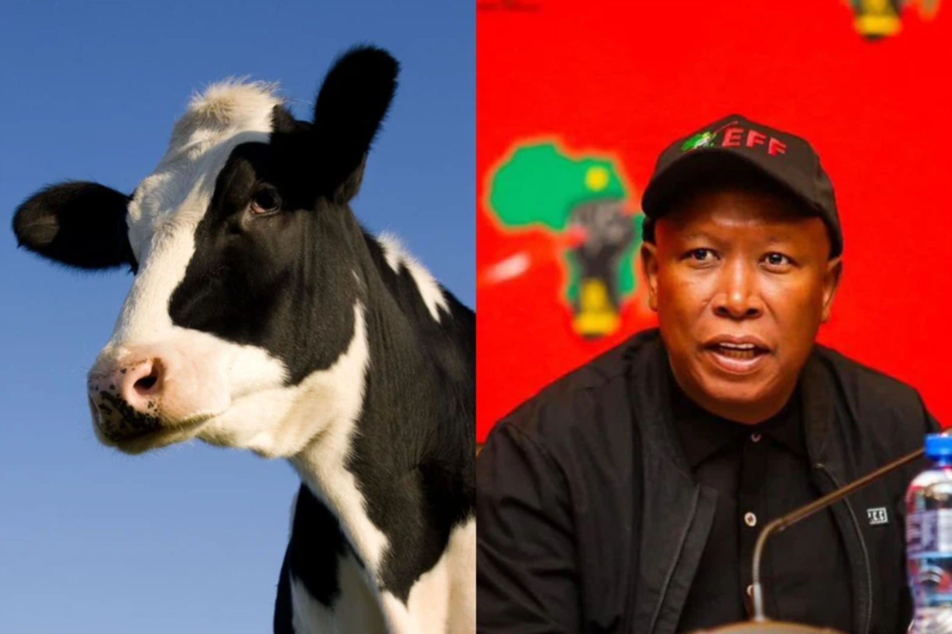 Julius Malema animal cruelty