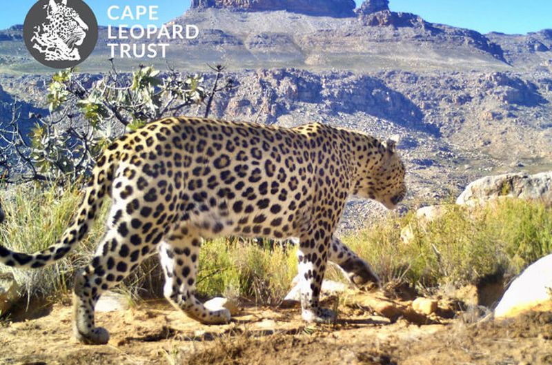 Cederberg leopards