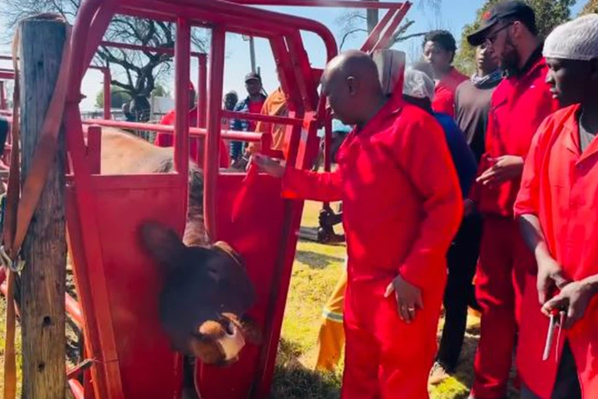 Malema kills cow