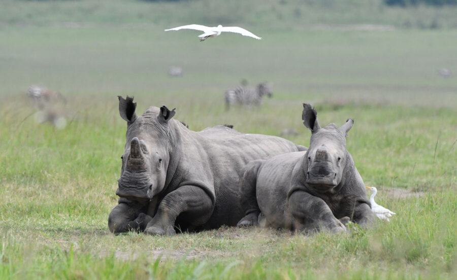 2,000 rhino from John Hume's farm to be released into the wild over next decade