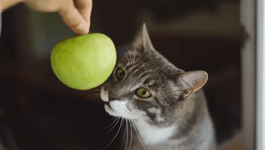 DIY treats cats