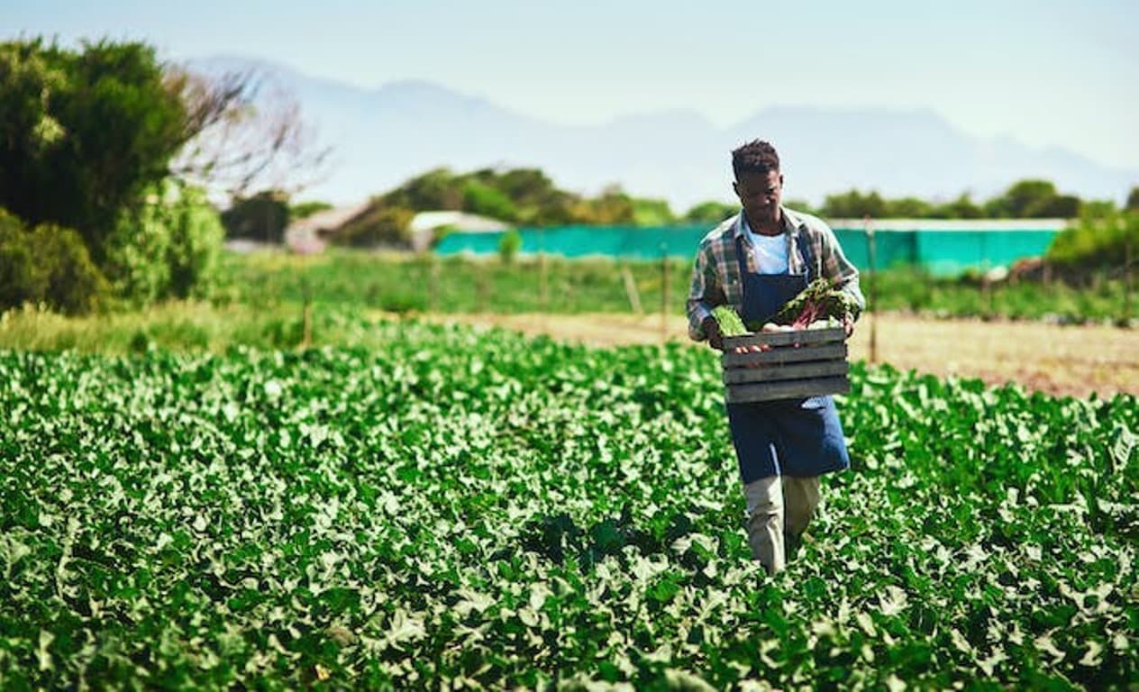 South Africa’s smallholder vegetable farmers aren’t getting the finance they need
