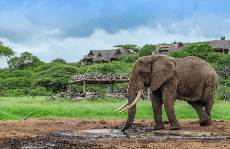 LIVE wildlife stream: Ol Donyo Lodge in Kenya