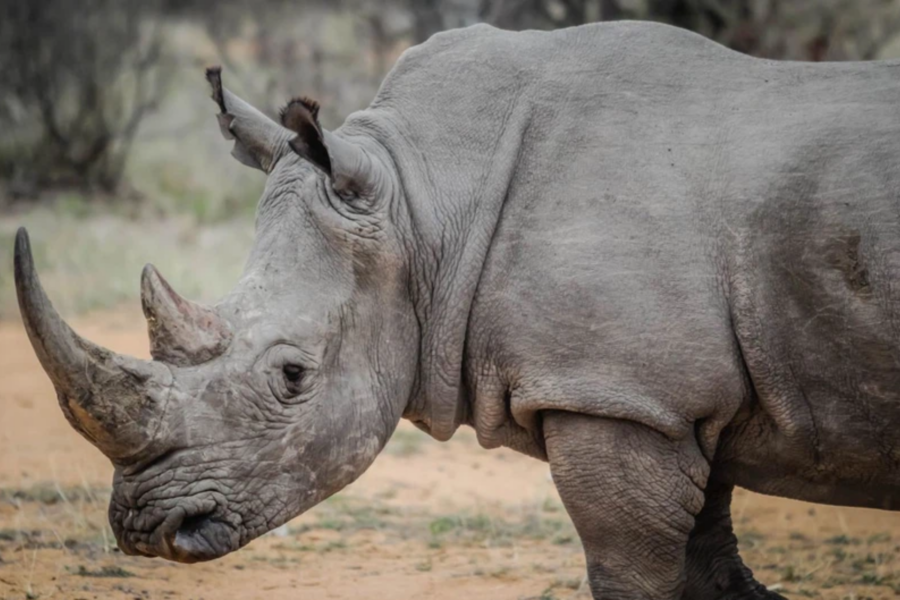 rhino poaching KwaZulu-Natal