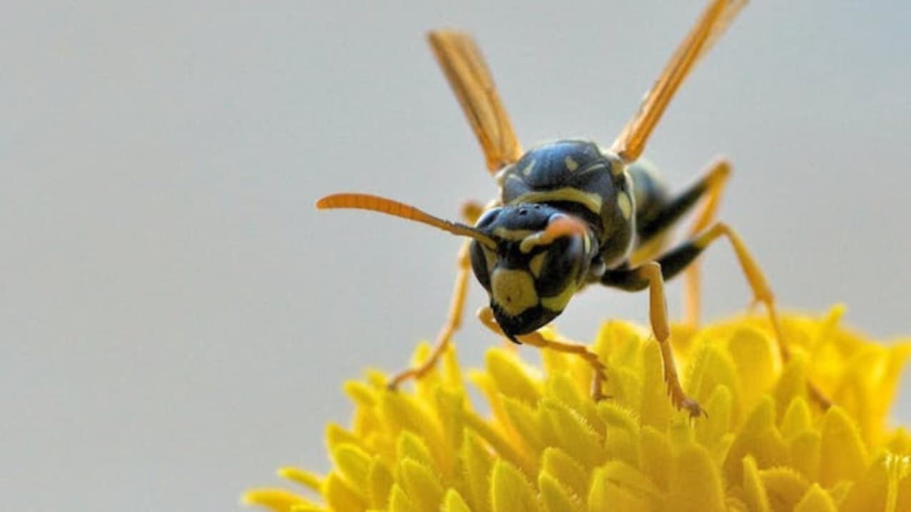 Many people hate wasps, but they’re smarter than you might think – and ecologically important
