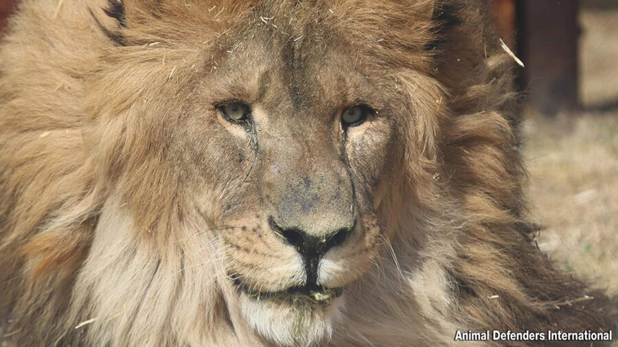 World's loneliest lion starts new life in South Afric