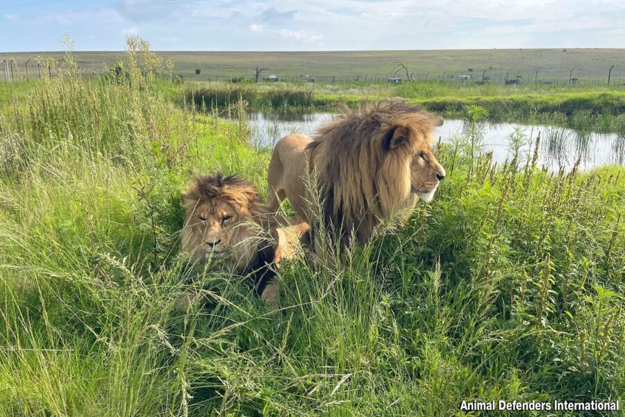 World's loneliest lion starts new life in South Afric