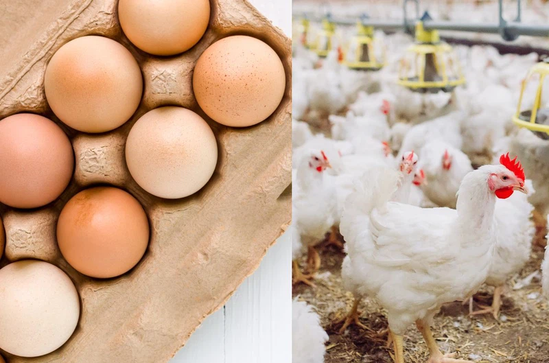 Egg prices avian flu