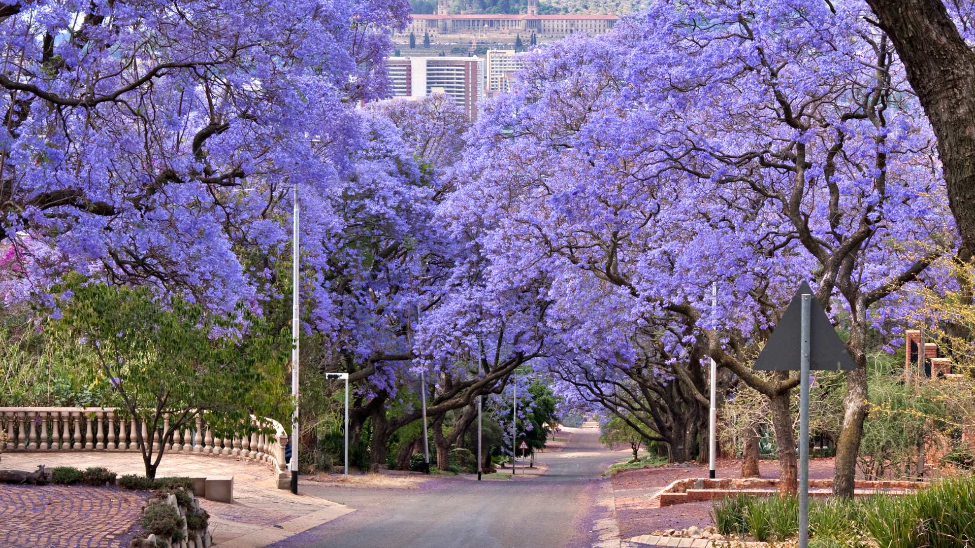 Jacaranda City Pretoria