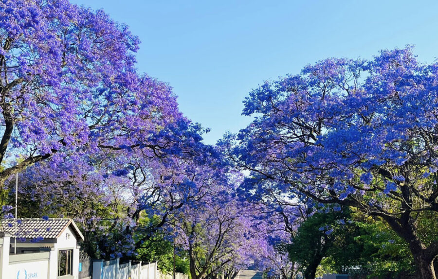 Jacaranda-Trees-Johannesburg-4_1