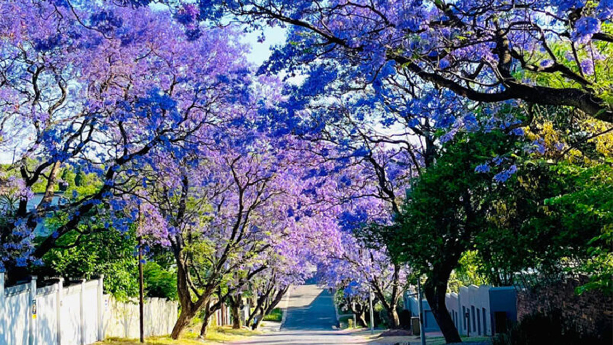 Jacaranda-Trees-Johannesburg