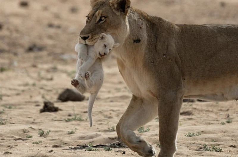 white Lion Kruger National park