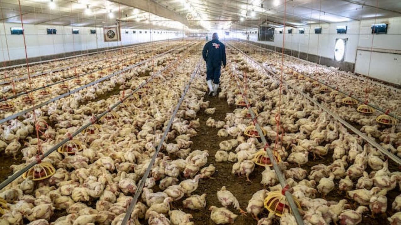 Bird flu in South Africa: expert explains what’s behind the chicken crisis