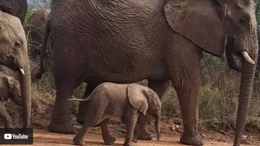 It's baby elephant season with RARE set of twins