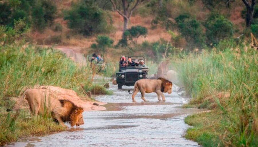 Lion protection fee paid by tourists could help stop trophy hunting